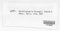 Vermicularia eryngii image